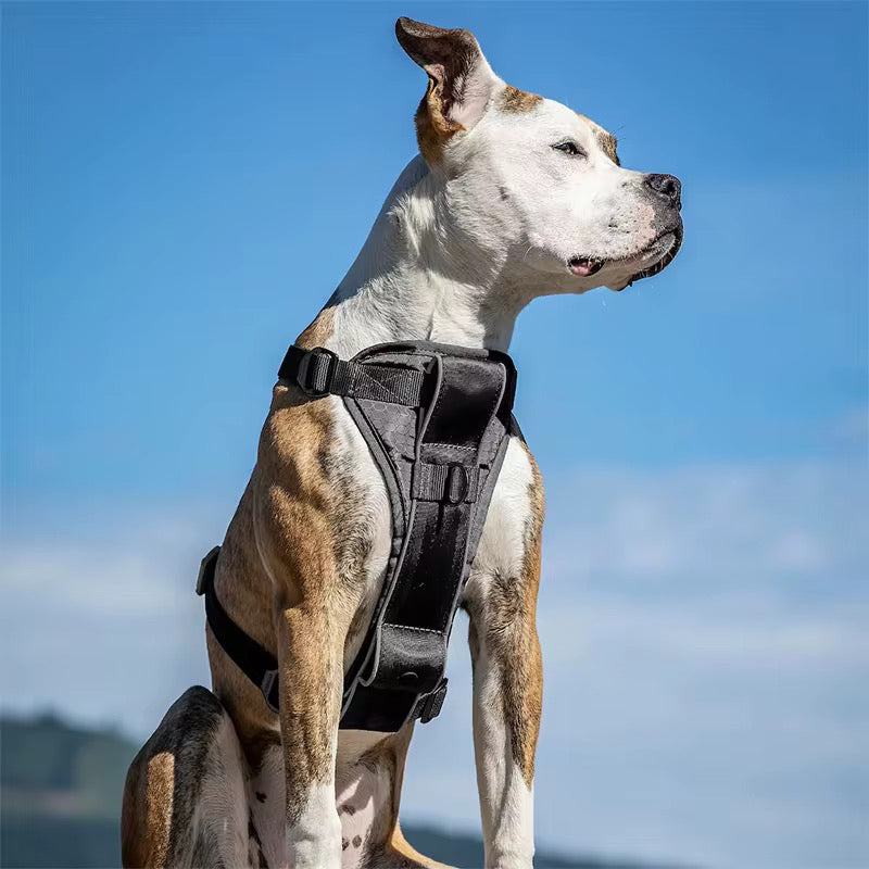 Adjustable training harness for larger breeds