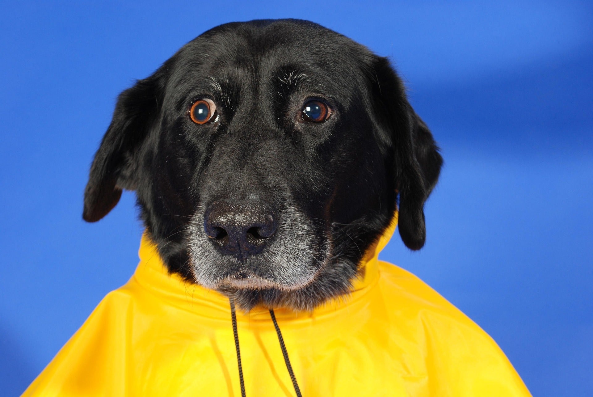 Pets Raincoats