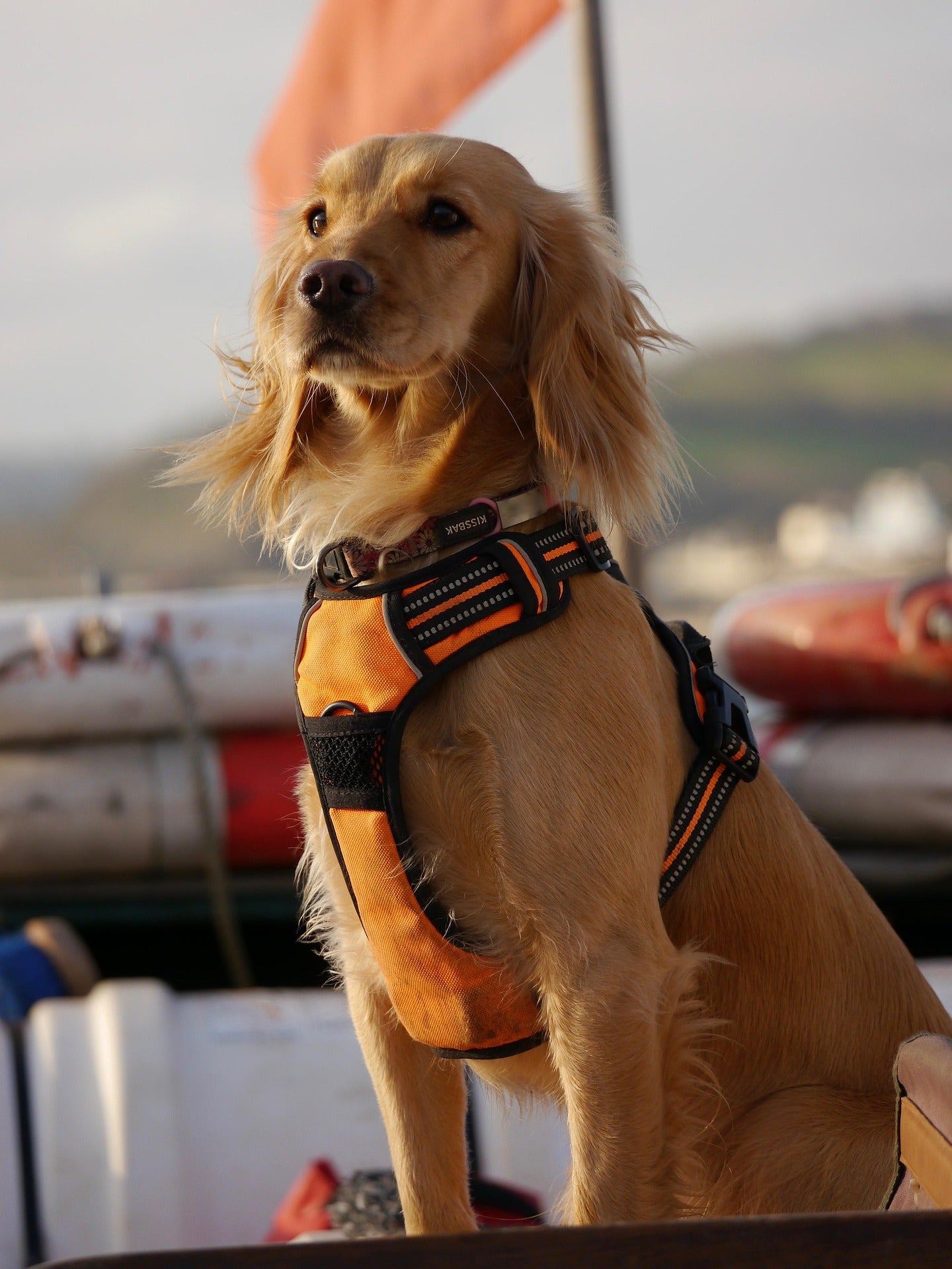 Pets Harness