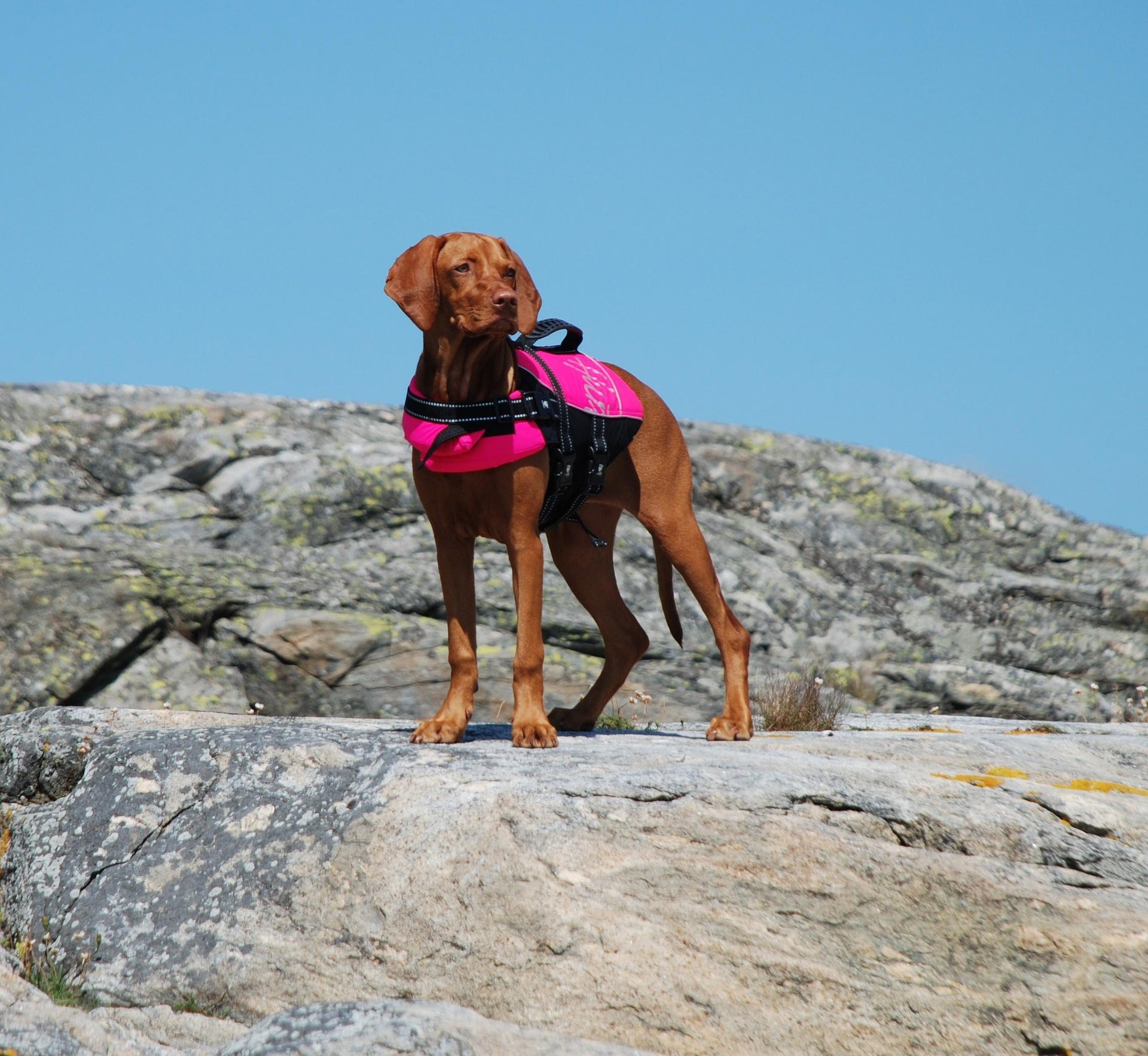 Pets life jacket